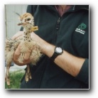 [Chris resists desire to crush the weak]